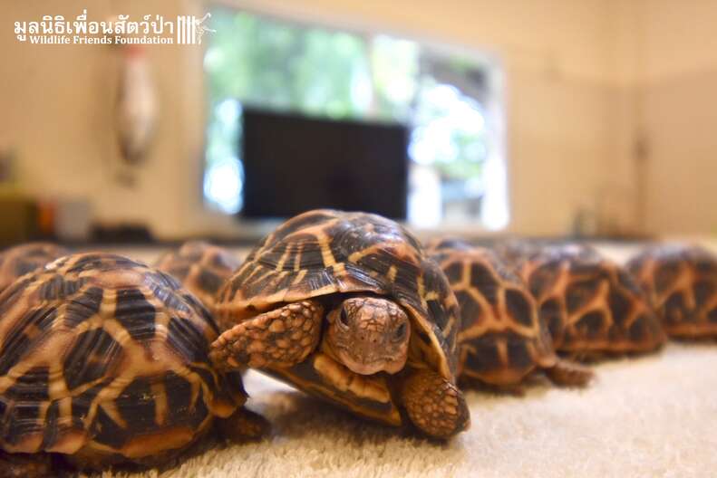 Indian star tortoises saved from traffickers in Thailand