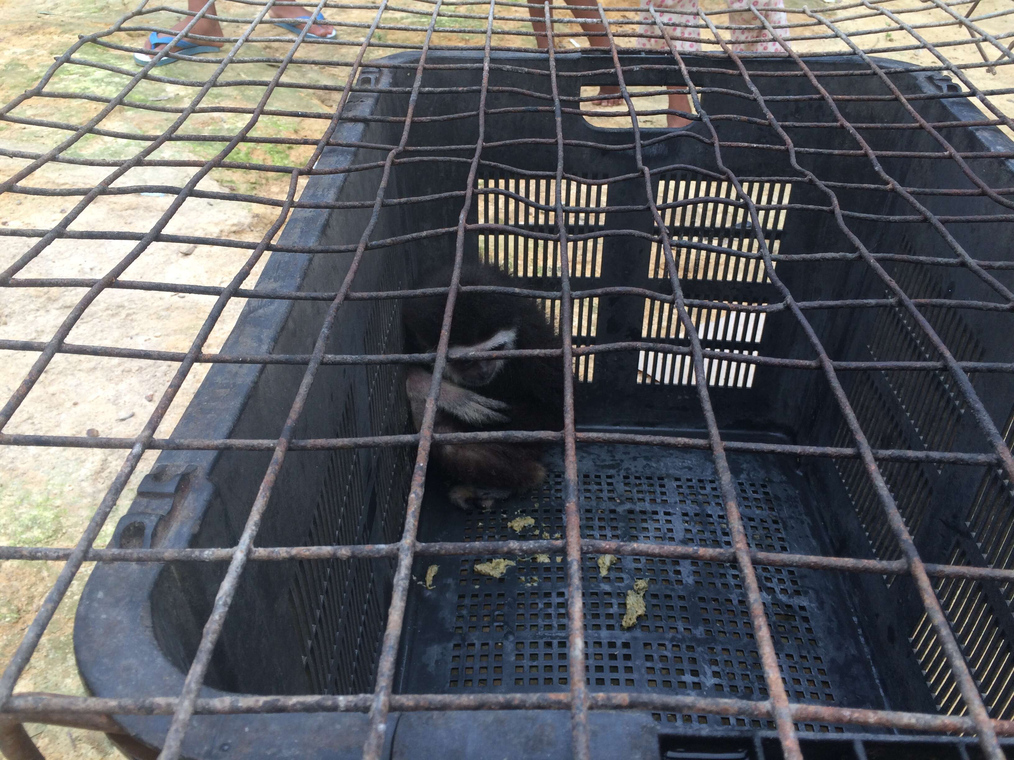 Wild gibbon trapped inside plastic fruit basket