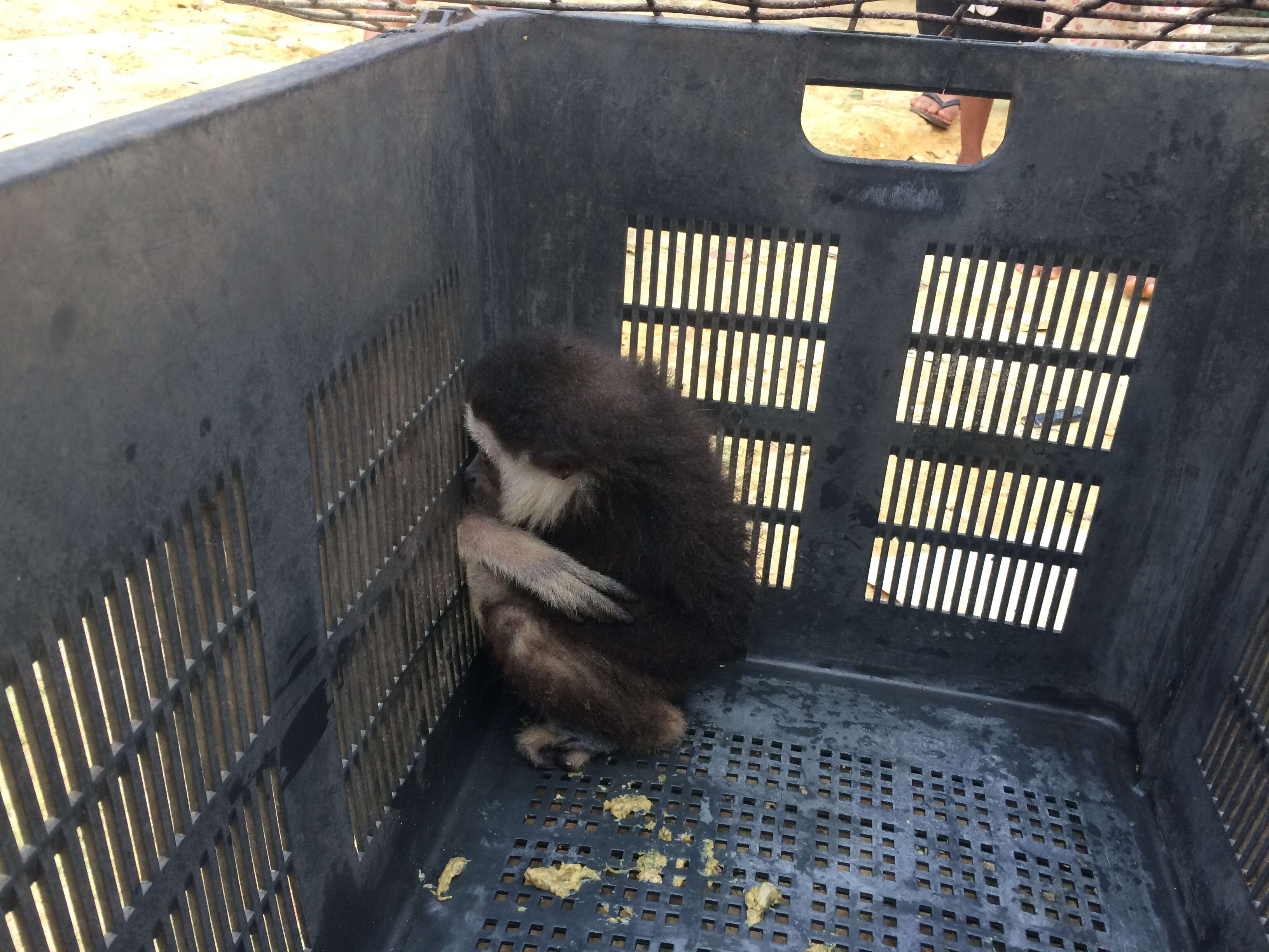 Wild gibbon trapped inside fruit basket