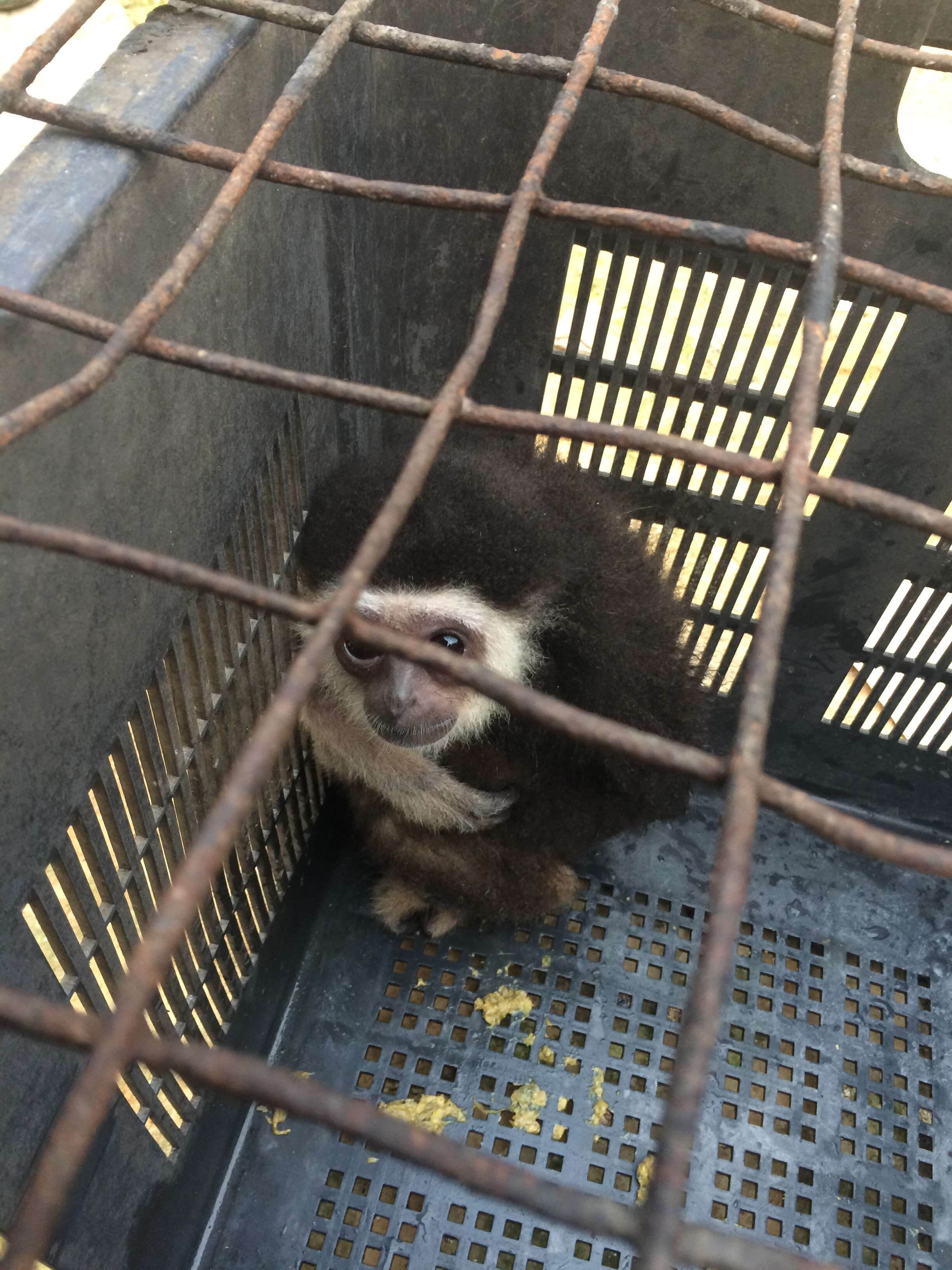 Wild gibbon trapped inside fruit basket