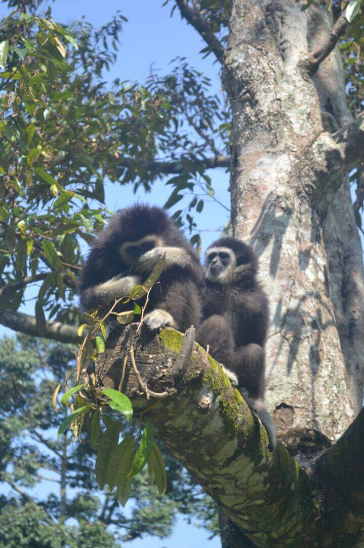 Wild gibbons sitting in a tree together