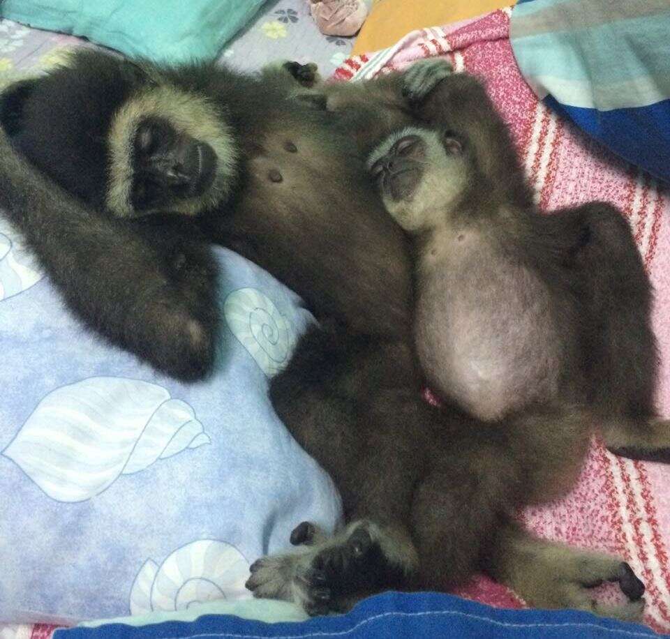 Baby gibbons taking a nap together