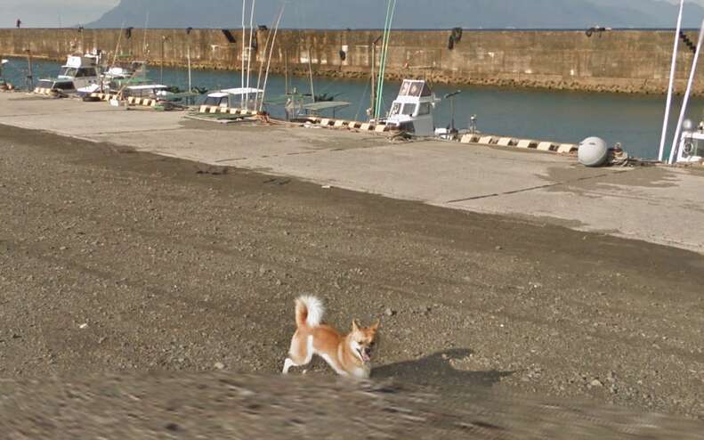 Dog Goes Viral On Street View After Chasing Google Maps Car - The Dodo