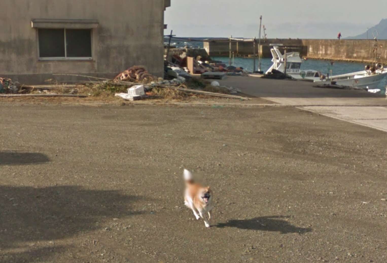 Dog Goes Viral On Street View After Chasing Google Maps Car - The Dodo