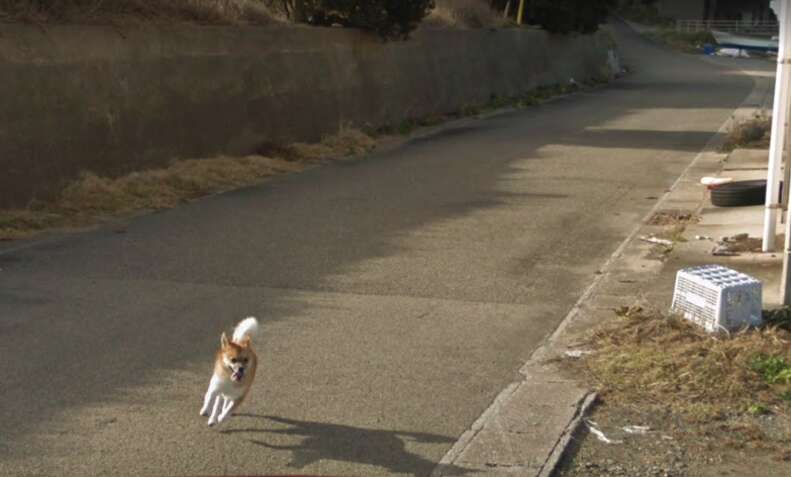 Dog chasing google store street view car