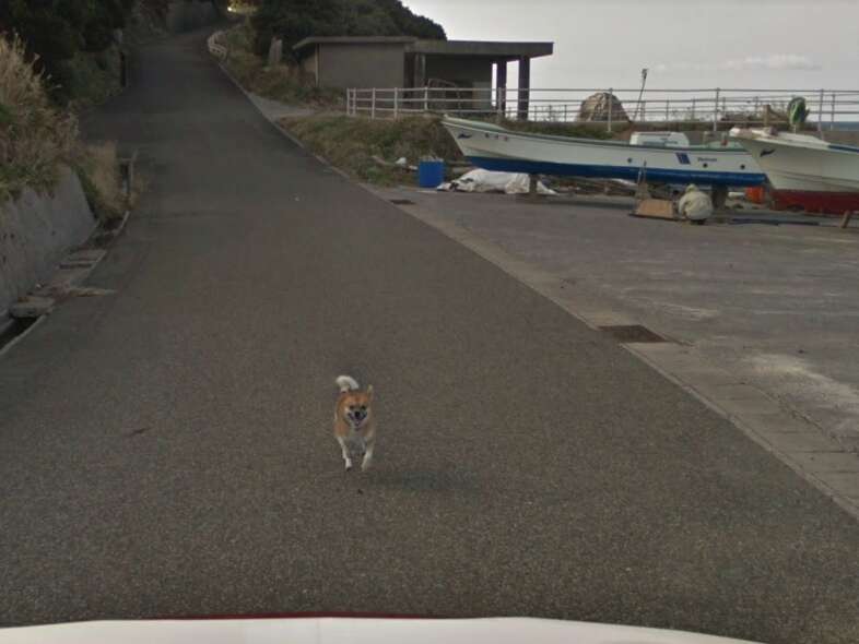 Dog chasing google cheap street view car