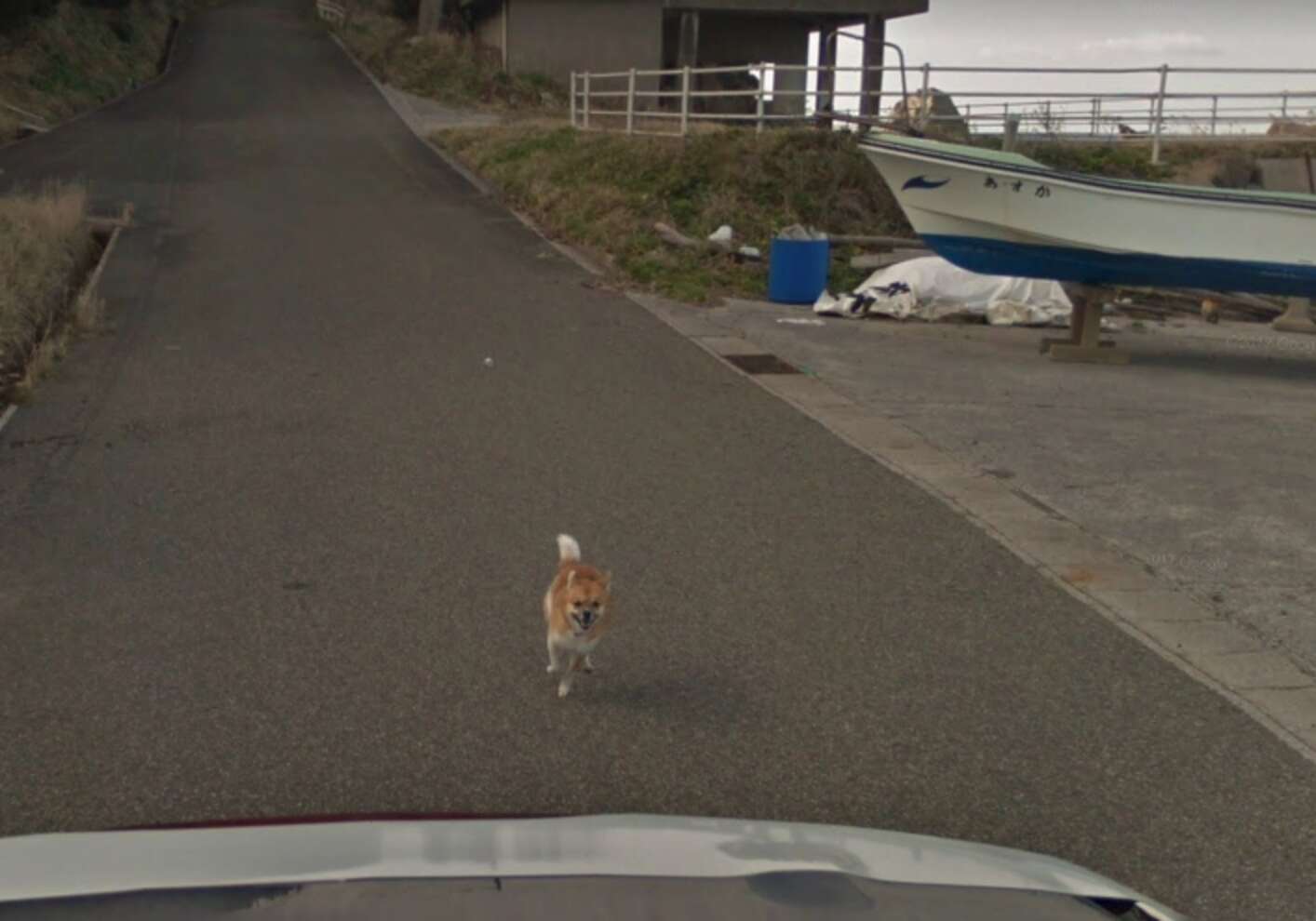 Dog Goes Viral On Street View After Chasing Google Maps Car - The Dodo