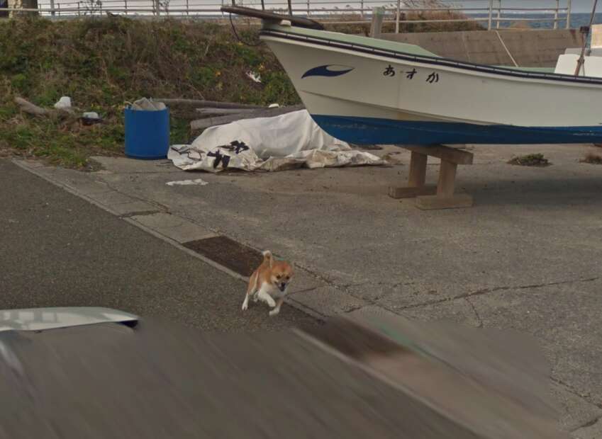 Dog Goes Viral On Street View After Chasing Google Maps Car - The Dodo