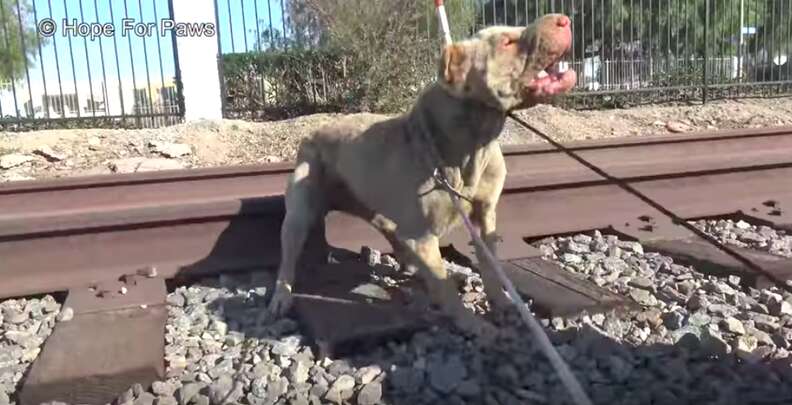 dog abandoned on train tracks