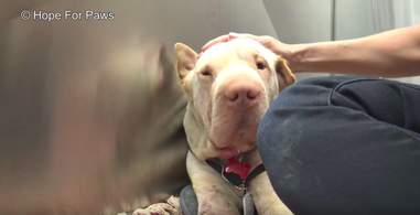 dog abandoned on train tracks