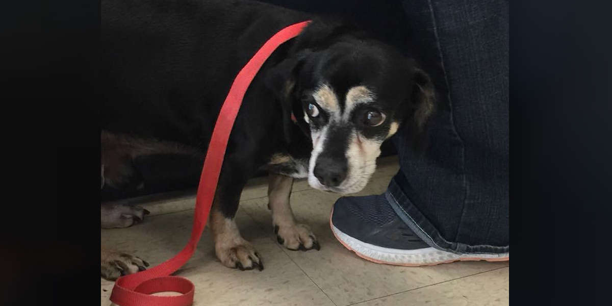 Dog Surrendered To Kill Shelter Finds The Best Foster Dad - The Dodo