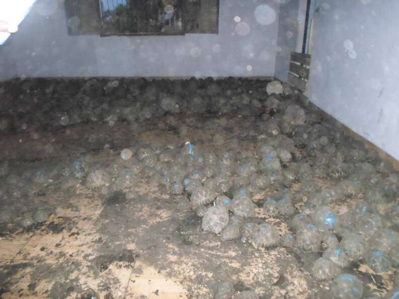 Endangered tortoises covering a room in a Madagascar house