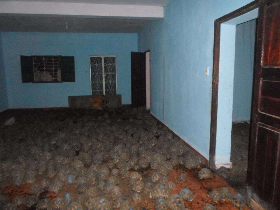 Radiated tortoises filling room in Madagascar