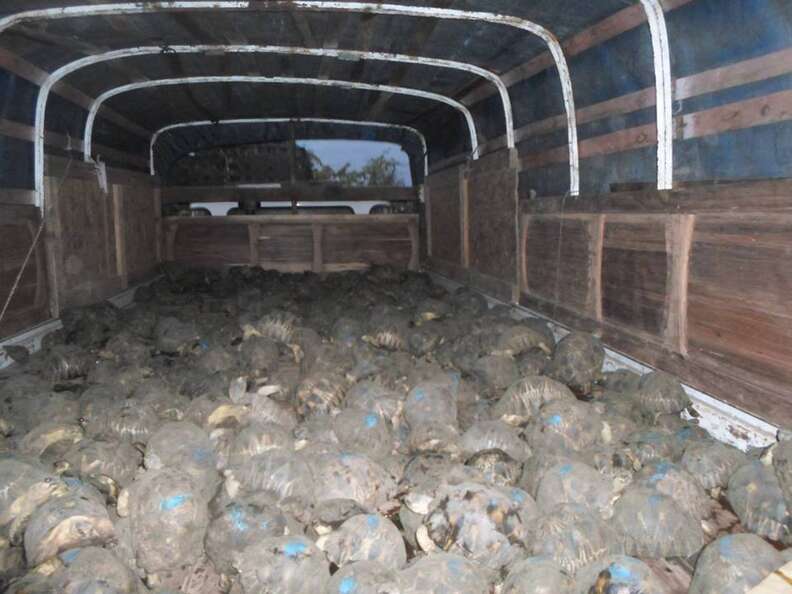 Radiated tortoises inside truck