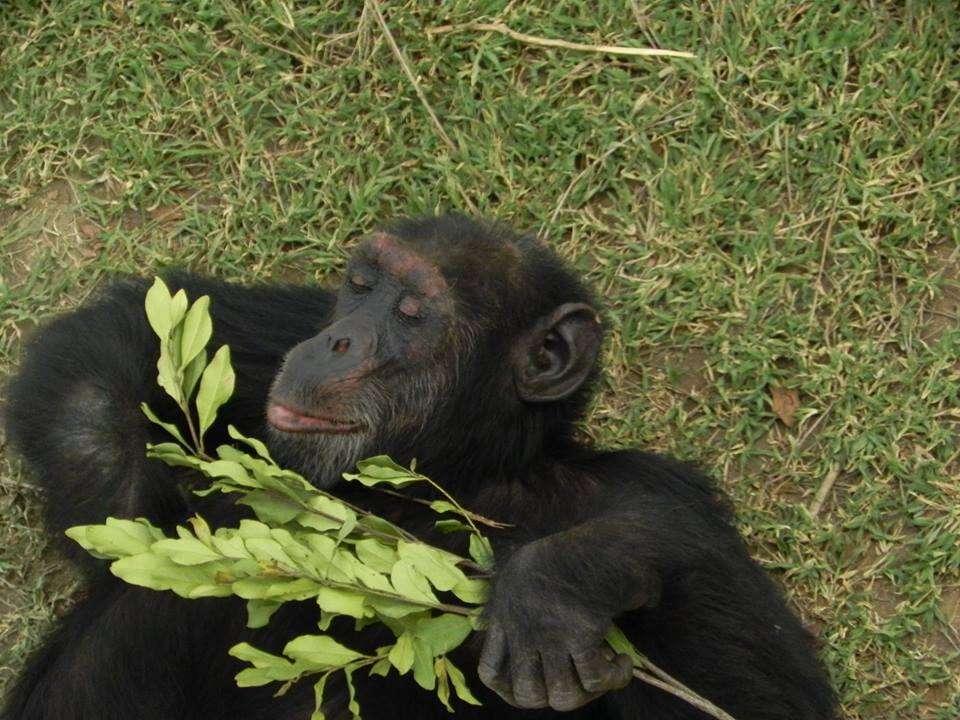 Chimp lying on grass at sanctuary