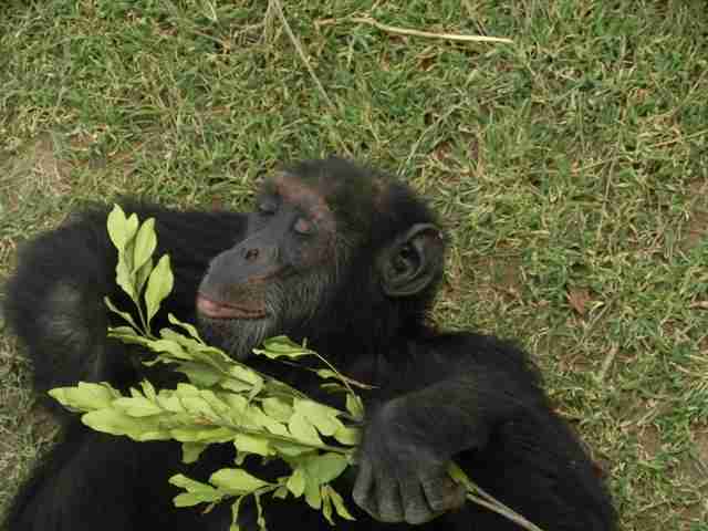 Uncategorized | Project to End Great Ape Slavery (PEGAS)