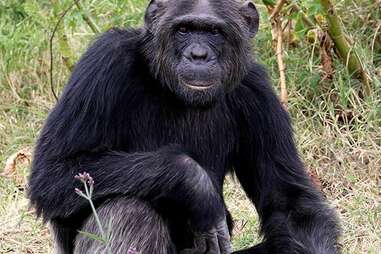 Chimp sitting on the ground at sanctuary