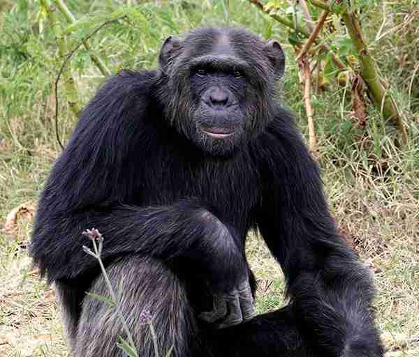 Chimp sitting on the ground at sanctuary