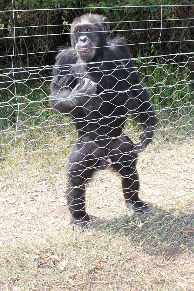 Chimp standing at fence of enclosure