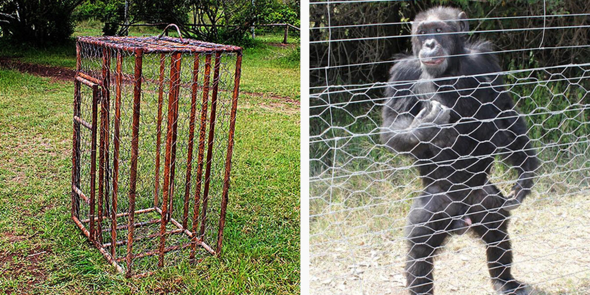 Chimp Restraints Chimp Spent Nearly A Decade Trapped In A Tiny Cage Above A Shop - The Dodo