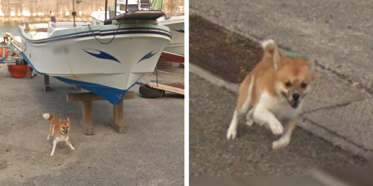 Dog Goes Viral On Street View After Chasing Google Maps Car The Dodo