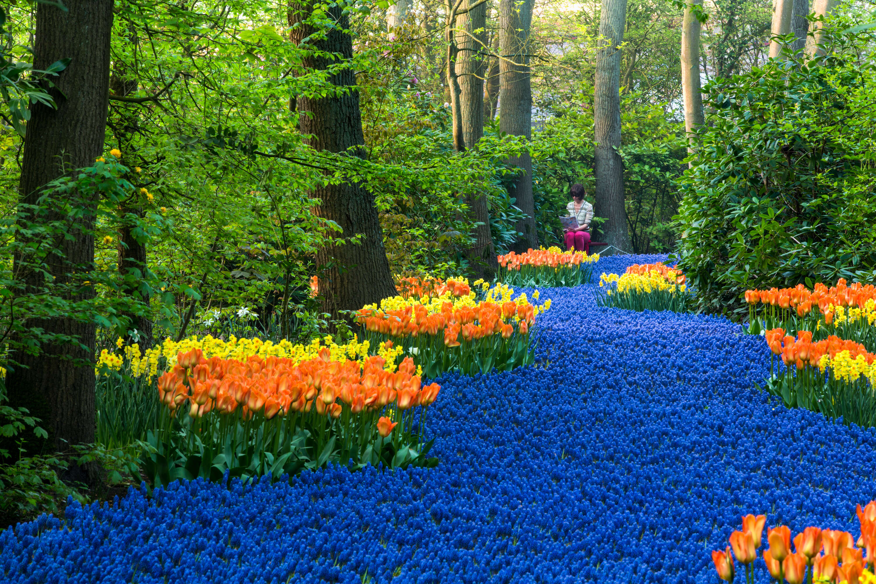 Keukenhof, Netherlands