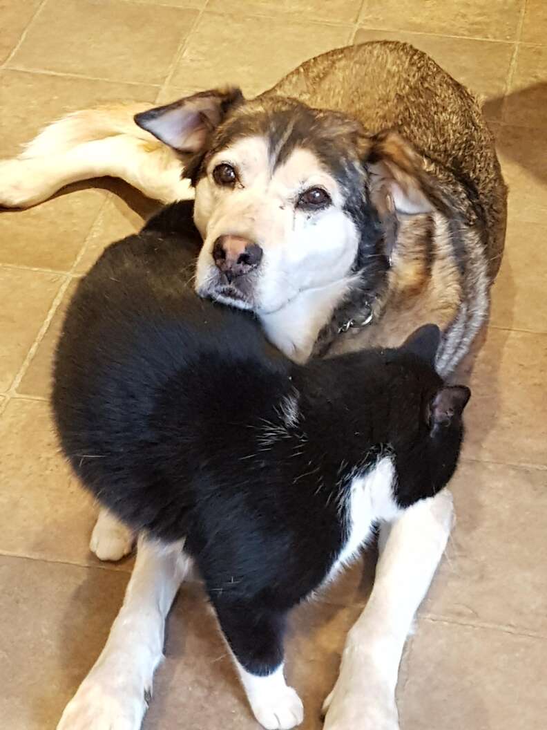 Rescued 'feral' cat with rescue dog