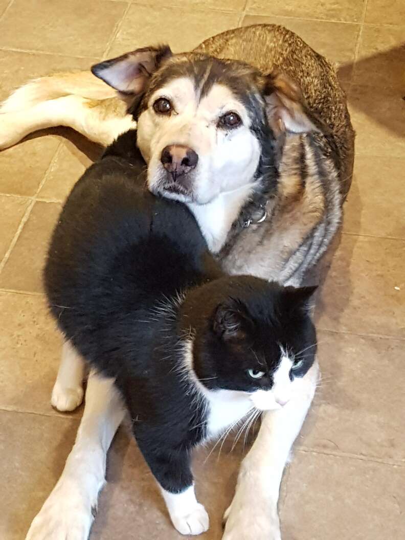 Rescued 'feral' cat with rescue dog BFF