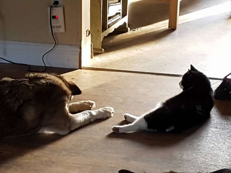 Rescued 'feral' cat with dog BFF