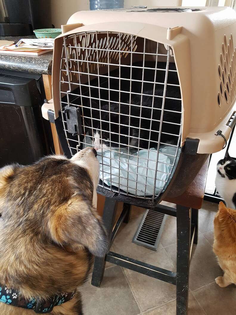'Feral' cat meeting rescue dog at his new home