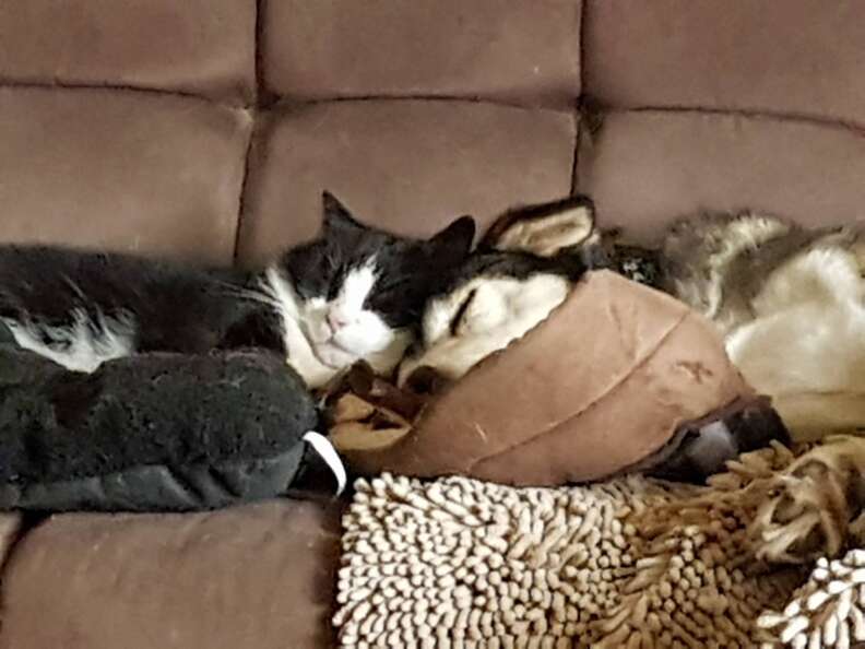 Rescued 'feral' cat snuggling with rescue dog