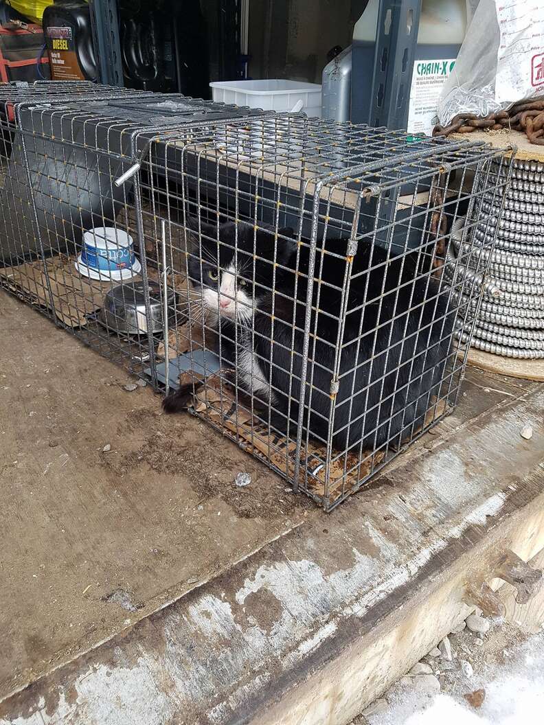 'Feral' cat in cage at Ontario animal sanctuary