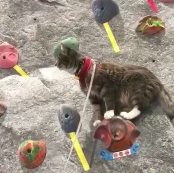 rock climbing cat
