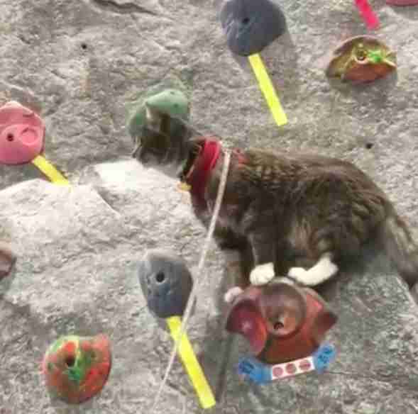 Adventurous Rescue Cat Loves Rock Climbing With His New Family - The Dodo