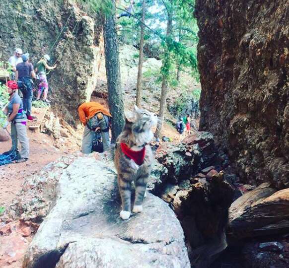 rock climbing cat