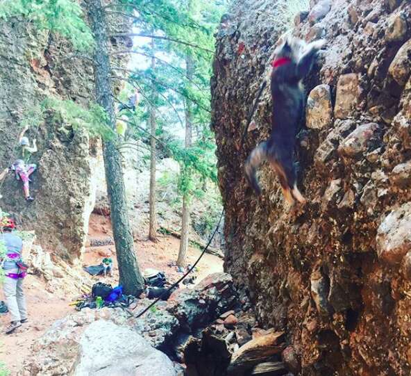 rock climbing cat