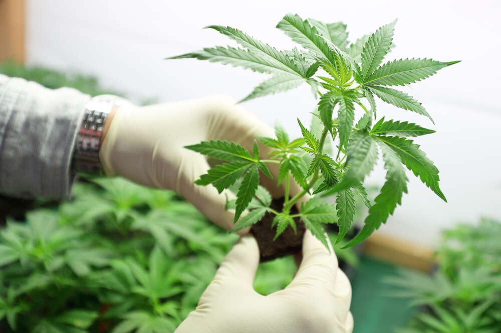 How To Get Medical Marijuana In Pennsylvania Where To Get Legal Weed Thrillist