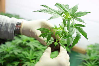 growing pot