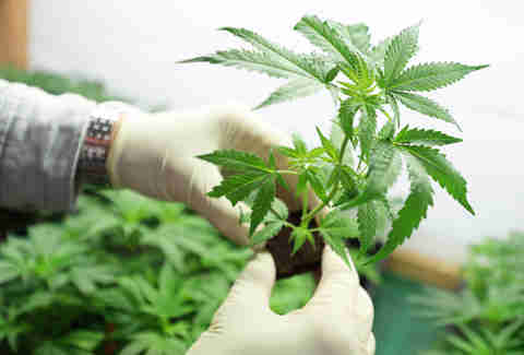growing pot