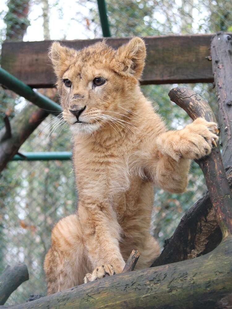 Baby lion saved from Paris apartment