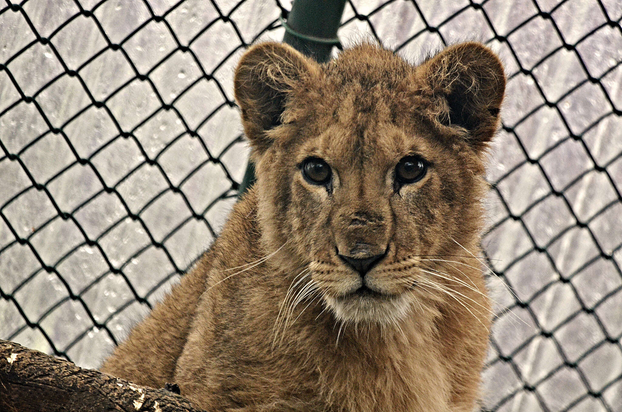 Baby lion saved from Paris apartment