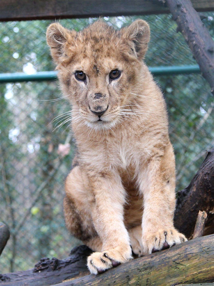 Baby lion saved from Paris apartment