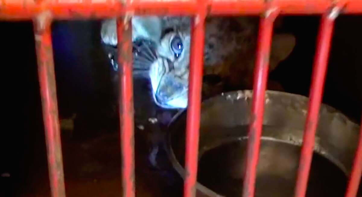 Baby lion found in Paris apartment