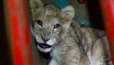 Abused baby lion found in Paris apartment