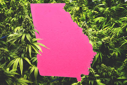 georgia weed