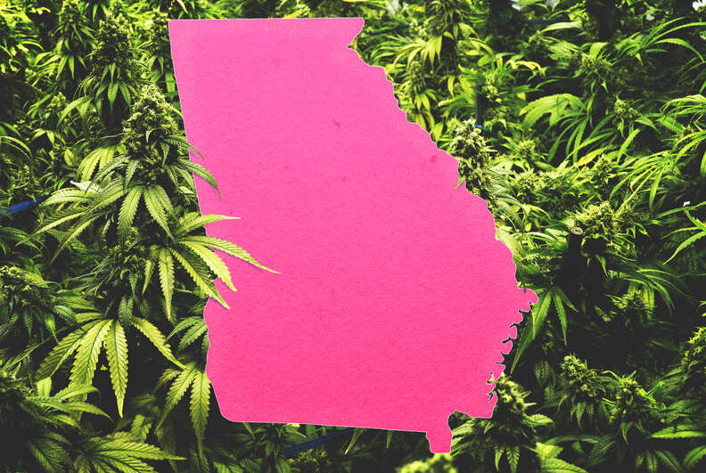georgia weed