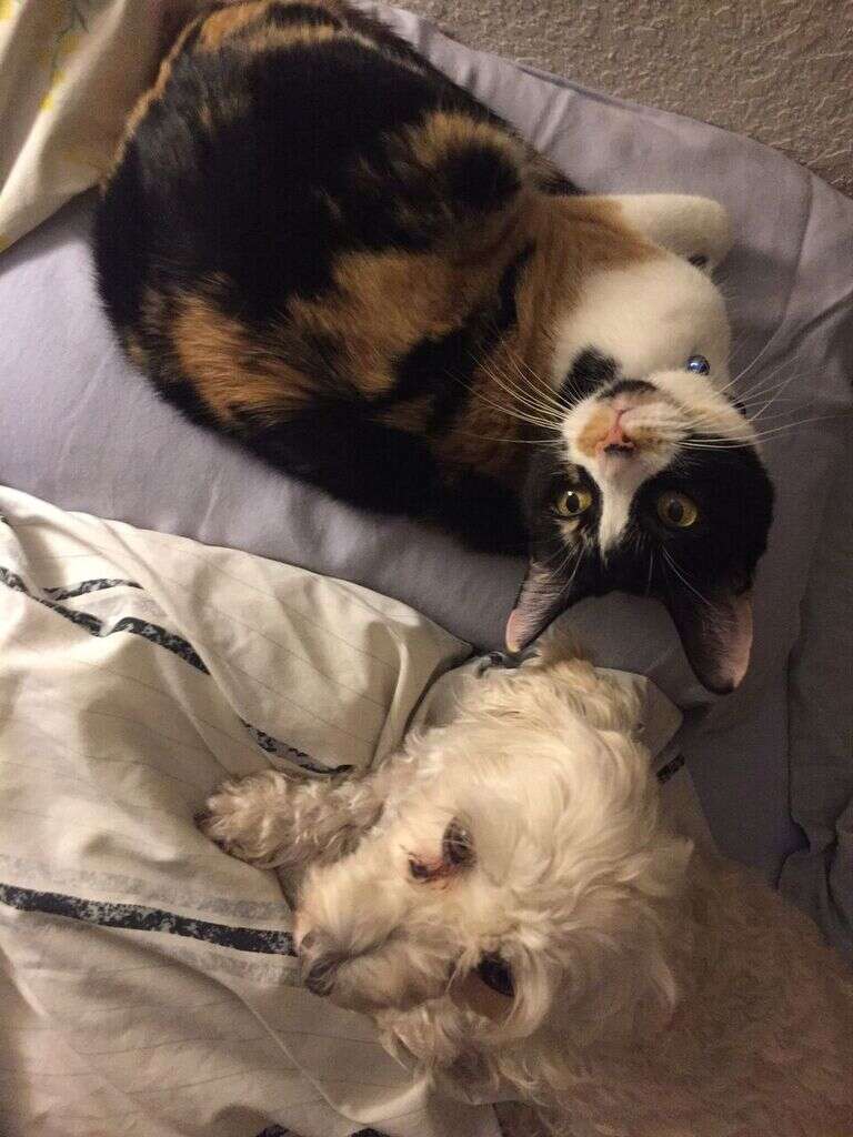 matted poodle mix rescue texas