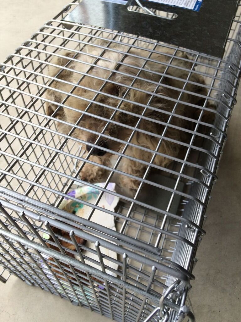 matted poodle mix rescue texas