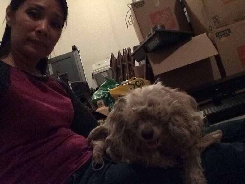 matted poodle mix rescue texas