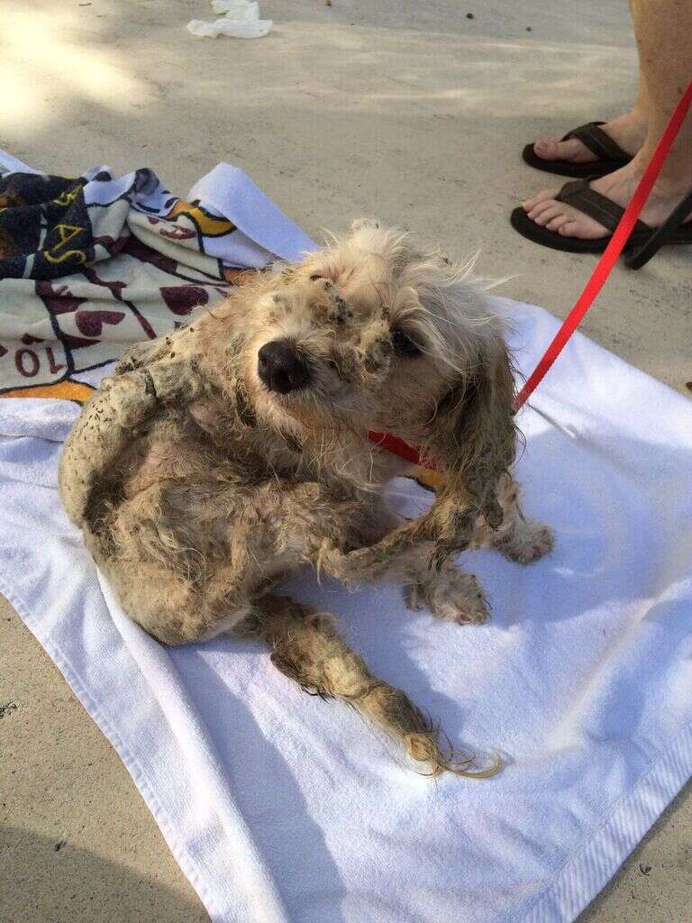 matted poodle mix rescue texas